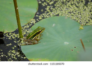 Rana Erythraea On Leaves