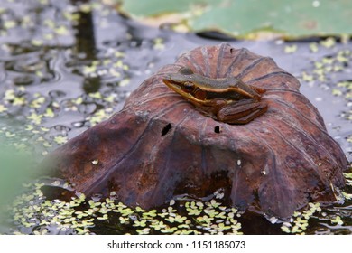 Rana Erythraea On Leaves