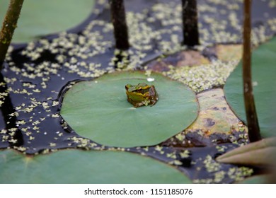 Rana Erythraea On Leaves