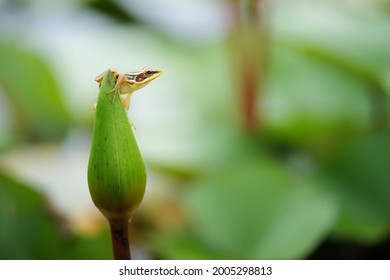 Rana Erythraea On Water Lily