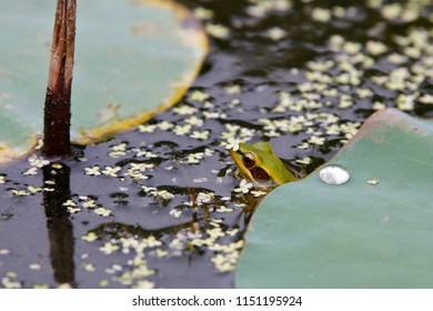 Rana Erythraea Under Leaves