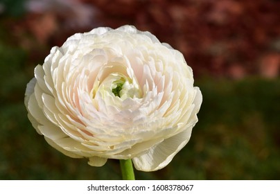 Rananculus flora. A blossomed flower with detailed petals shot.