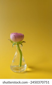 rananculus in a small glass bottle