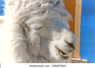 Ranch Alpaca Feeding