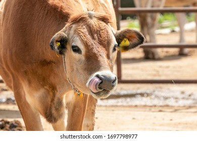 Ranch Dairy Cow, Narita City, Chiba Prefecture, Japan