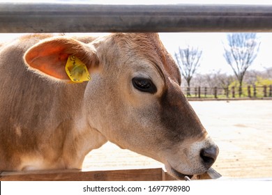 Ranch Dairy Cow, Narita City, Chiba Prefecture, Japan