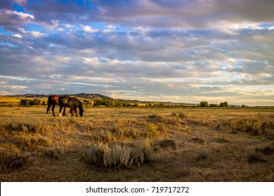 ranch horses  - Shutterstock ID 719717272