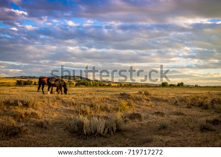 ranch horses 