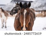 Ranch horses in a wild and scenic west Texas snowy ranch scene 