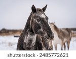 Ranch horses in a wild and scenic west Texas snowy ranch scene 