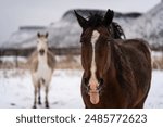 Ranch horses in a wild and scenic west Texas snowy ranch scene 