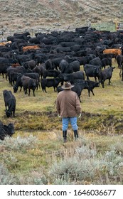 Rancher Looking At Cattle In Montana