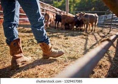 Rancher Standing In An Enclosure With A Herd Of Cattle.