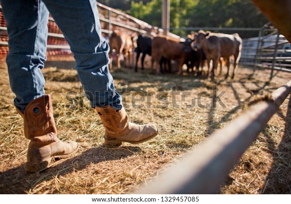 3,671 Cattle Rancher Images, Stock Photos & Vectors | Shutterstock