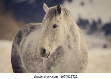 A Rancher's Horse In The Valley Of Montana.