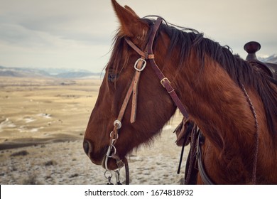 A Rancher's Horse In The Valley Of Montana.