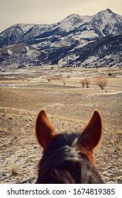 A Rancher's Horse In The Valley Of Montana.