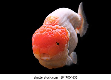 Ranchu Lionchu Goldfish Red White Black Stock Photo 1947004633 ...