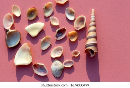 Random Assortment Of Sea Shells Mix Spread On The Bright Pink Background 