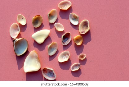 Random Assortment Of Sea Shells Mix Spread On The Bright Pink Background 