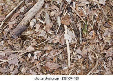 Random Assortment Of Weathered Leaves, Branches, Sticks, Burned Wood, Bark, Pine Needles, Clam Shell And A Black Plastic Tube In A Pile, Washed Up On A Sandy Beach.