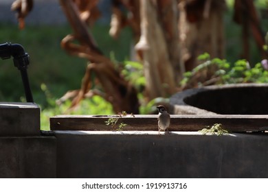 Random Bird Shot At Malaysian Village House