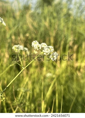 Similar – Image, Stock Photo Plant unknown to me as an abstract, thorny sculpture