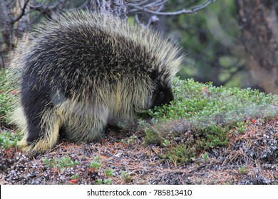 random encounter with wild porcupine in yukon