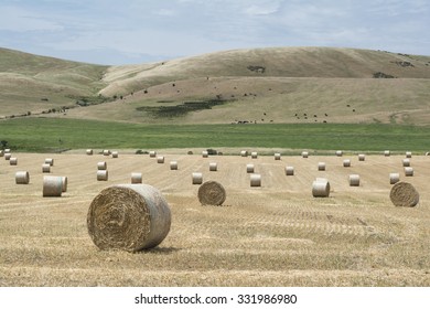 A random field of hay bales with a backdrop of black cows and hills. Taken in the Fleurieu Peninsula, South Australia. A great example of Australian farming.