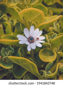 Random Flower found near the beach. Taken on a Huawei P30 Pro, captured in Raw and edited via Lightroom Mobile. 