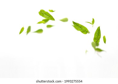 Random Flying In The Air Green Mint Leaves Isolated On White Background