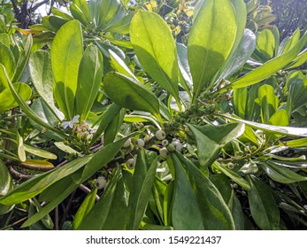 Random Hawaii Plant with sunshine