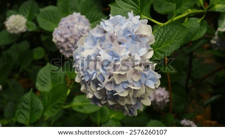 random hydrangea bloom in osaka japan