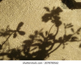 random leaf shadows are made into one stalk in the sun to make a shadow