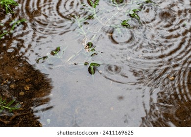 Random patterns and ripple movement created by rain on a small outdoor puddle