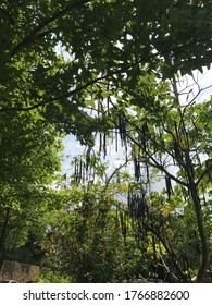 Random Plant In The Mountain Of National Chengchi University, Taipei, Taiwan