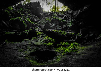 Random Plants Formation In Mulu Cave, Miri, Sarawak