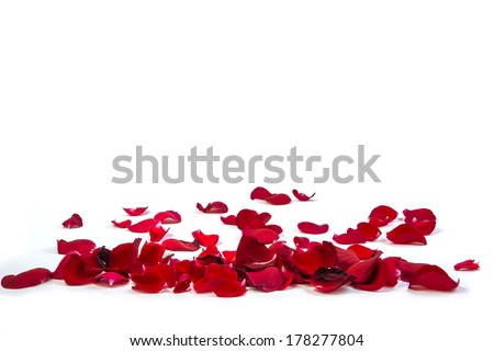 Random rose petals against white background. Great for presentations, forms and ad print.