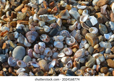 Random Selection Of Shells On A Beach, Different Colours,styles And Textures.