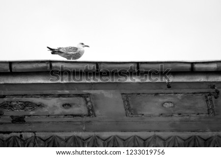 Similar – Image, Stock Photo street bird Animal Facade