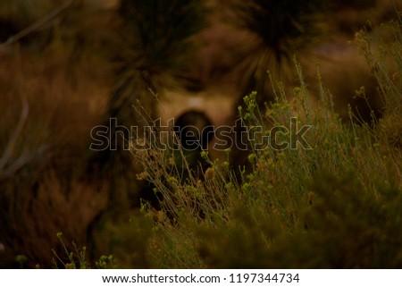 Random Wildflower in Focus