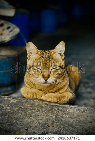 Randomly click while catty is sleeping