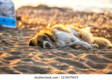 Ranging Dog. Free-ranging Dogs Include Street, Village, Stray And Feral Dogs. They Get Their Food And Shelter From Human Environments.