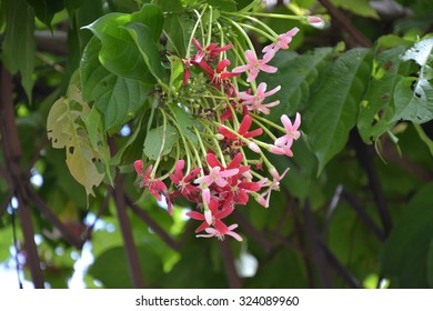 Rangoon Creeper Flowers Blooming Garden Stock Photo (Edit Now) 1262540395