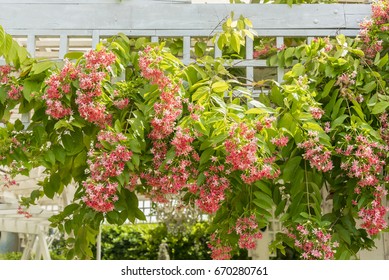 5,474 Rangoon creeper flower Images, Stock Photos & Vectors | Shutterstock