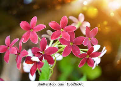 5,474 Rangoon creeper flower Images, Stock Photos & Vectors | Shutterstock