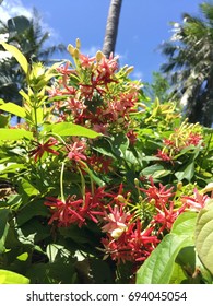 Rangoon Creeper Flower With Sunshine