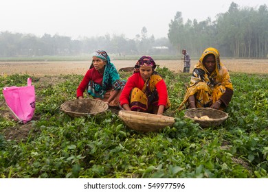 RANGPUR, BANGLADESH - JANUARY 06, 2017: Three women were working in a potato field.
