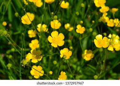 Rannculus Acris. Field, Forest Plant. Flower Bed, Beautiful Gentle Plants. Sunny Summer Day. Yellow Flowers. Buttercup Is A Caustic, Common Type Of Buttercups In A Temperate Climate Zone