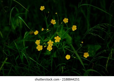 Rannculus Acris. Field, Forest Plant. Flower Bed, Beautiful Delicate Plants. Yellow Flowers. Buttercup Is A Pungent, Common Species Of Buttercup In The Temperate Climate Zone.